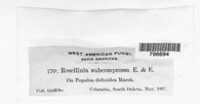 Rosellinia subcompressa image